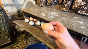 Хотите много яиц-сделайте это Куры несутся в курятнике без отопления