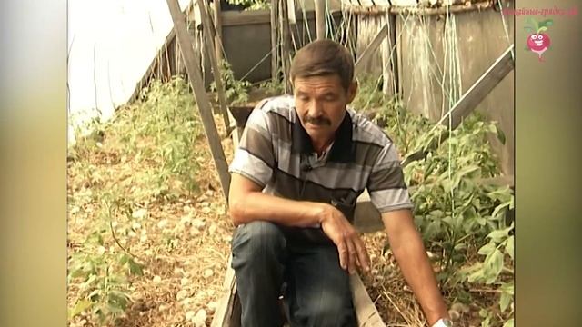 Технология выращивания томатов #urozhainye_gryadki смотреть онлайн