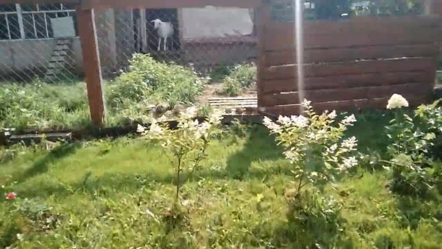 Обрезка черной смородины. Новости с грядок. смотреть онлайн