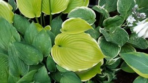 2 часть обзора моих хост по сортам. Продаю делёнки хосты.