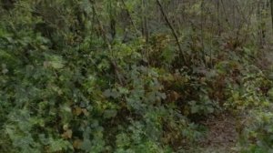 Звуки ночного леса