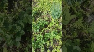 Все секреты клубники и земляники. Размножение листом. Как получить 2 и 3 урожай .Повышу урожайность