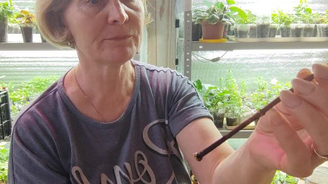 10.05.2023. Получила новые пробки.Продолжаю укоренять гортензию🌿 смотреть онлайн