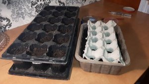 ВЫРАЩИВАНИЕ РЕДИСА ЗИМОЙ в домашних условиях