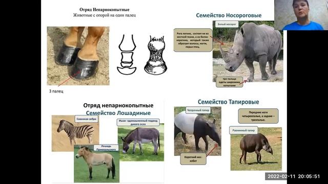 Копытные и Приматы. 7 класс. Урок 11.02.2022. Баштанник Н.Е. смотреть онлайн