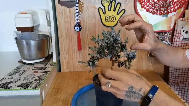 Бонсай из можжевельника пересадка и обрезка