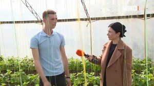 Настоящий «Родничок». Как вырастить большой урожай огурцов