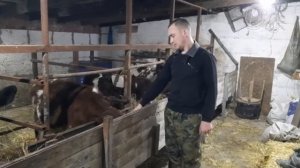 Вес наших бычков в 4 месяца