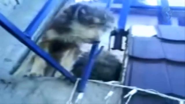 12 Мифических существ гономов и гоблинов реально снятых на камеру
