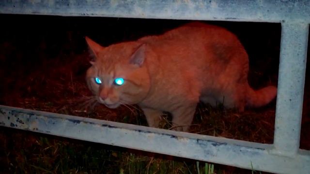 Словесная перепалка котов. смотреть онлайн