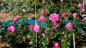 Видео обзор розы Сентер Роял (Чайно гибридная) - Senteur Royale (Evers Германия, 2004)