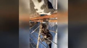 ❗️Делайте это упражнение каждый день и спина болеть не будет?