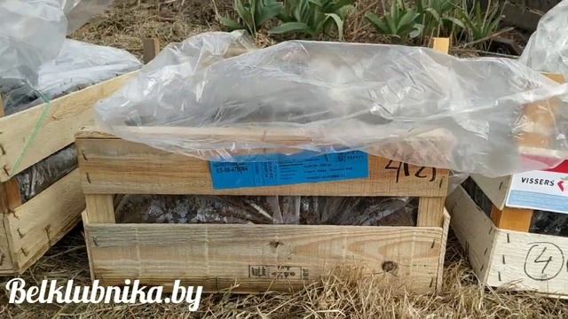 Саженцы (рассада) клубники фриго. Кабрилло, Мальга, Альбион, Азия, Альба. Belklubnika.by смотреть онлайн