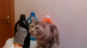 Кот мейнкун Зевс мило разговаривает