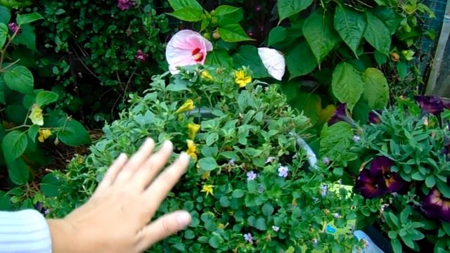 КАК ПРАВИЛЬНО ЧЕРЕНКОВАТЬ ПЕТУНИЮ ОСЕНЬЮ . ВАЖНЫЕ НЮАНСЫ !!! смотреть онлайн