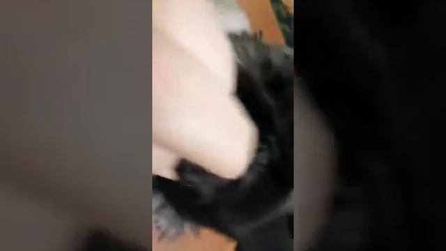 Пекинес смотреть онлайн