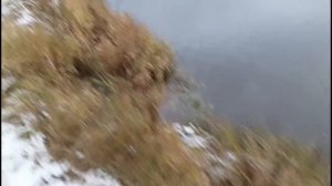 Охота с лайкой