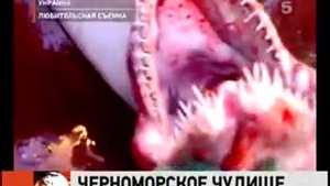 Черноморское чудовище. Поймали акулу-гоблин