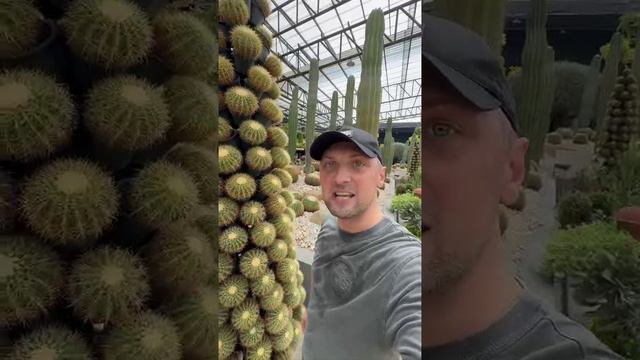 Всем доброе утро #зубарев #кактус смотреть онлайн