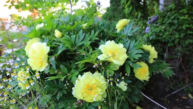 Пион BARTZELLA смотреть онлайн