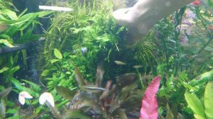 Сортировка папоротников / делаем декор #аквариумистика #aquarium #аквариумдома