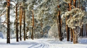 Дорога в лесу. Новогодний футаж. Зимний футаж. Красивый футаж для видео.