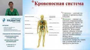 Вебинар на тему: "Основы анатомии и физиологии человека"  Часть 1