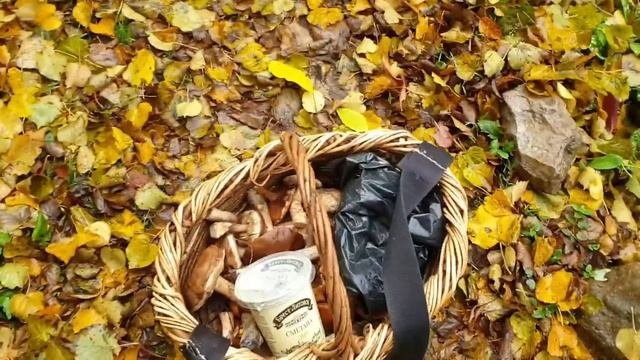 Лесные натюрморты и дела житейские.
