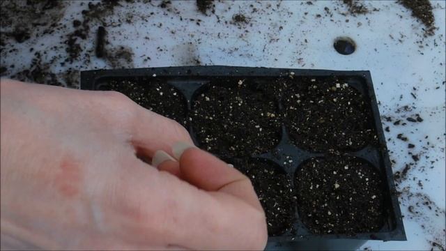 how to grow alyssum from seed, how to plant alyssum seeds, what do alyssum seedlings look like смотреть онлайн