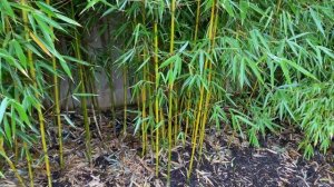 Fargesia robusta - Five years strong! Bamboo Winter update