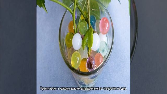 Полив комнатных растений в отсутствии хозяев 2 недели или месяц