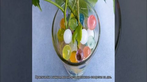 Полив комнатных растений в отсутствии хозяев 2 недели или месяц