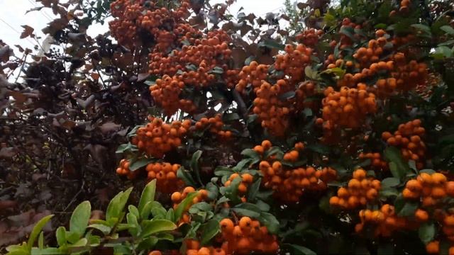 ПИРАКАНТА!ВЕЧНОЗЕЛЁНОЕ РАСТЕНИЕ!ОСЕННЕЕ ВИДЕО!11 НОЯБРЯ 2022 ГОДА!????? смотреть онлайн