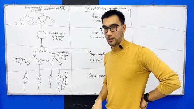 Гаметогенез у животных #Биология смотреть онлайн