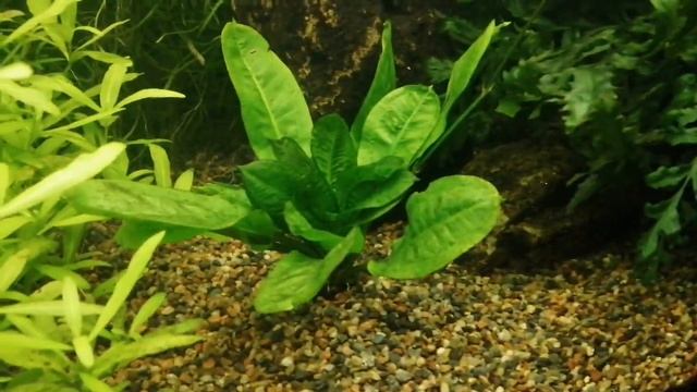 Аквариум-травник 300 литров 2 месяца после запуска смотреть онлайн