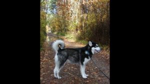 Alaskan Malamute Dog History, Personality, Health, Care