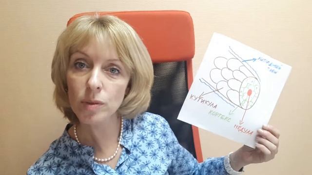 Волосы   строение волоса
