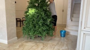 Царь ёлка ? за минуту???