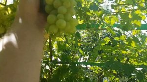 Виноград, формировка и урожай куста Преображения на беседке, 5 августа