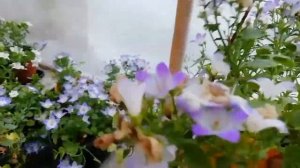 Кампанула или жених и невеста.