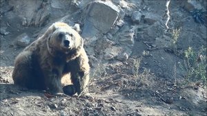 Звук бурого медведя