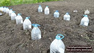 ? Простейший способ "РАЗОГНАТЬ" весной МОЛОДОЙ САЖЕНЕЦ винограда. И как защитить ЕГО от заморозка.