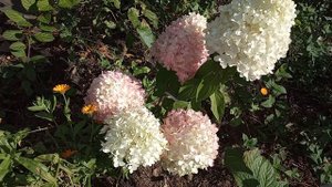 Гортензия "Magical Sweet Summer" - 2