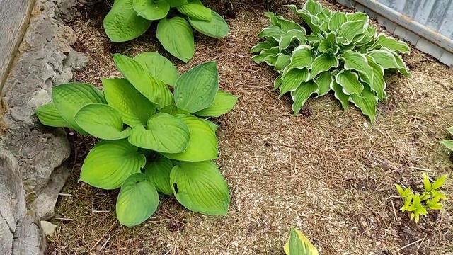 Как быстро и бюджетно сделать клумбу своими руками ))