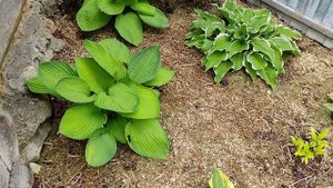 Как быстро и бюджетно сделать клумбу своими руками ))