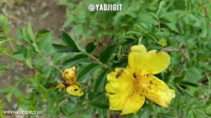 А нам всё равно! Берёзовая Роща 14.05.2023 🎼Юрий Никулин - Песня про зайцев "А нам всё равно"