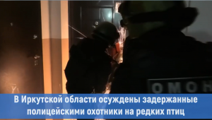 В Иркутской области осуждены задержанные полицейскими охотники на редких птиц