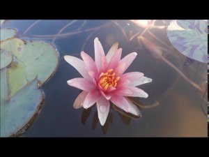 Нимфея Little Sue (Маленькая Сью) кувшинка, waterlily, водные растения, пруд