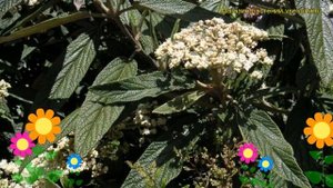 Калина морщинистолистная. Краткий обзор, описание характеристик viburnum rhytidophyllum