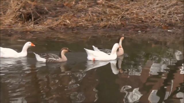 Звуки гусей смотреть онлайн